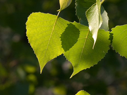 leaf